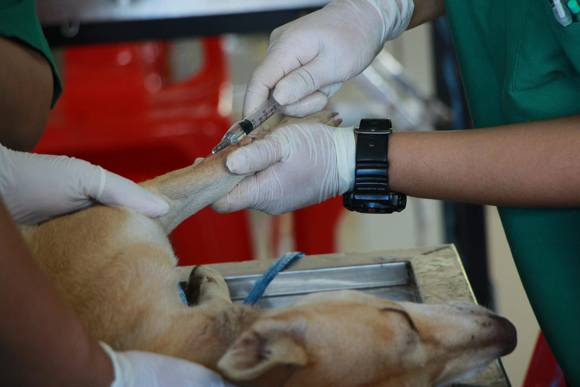 Can Dogs Eat Grapes? Uncovering the Truth Behind the Treat