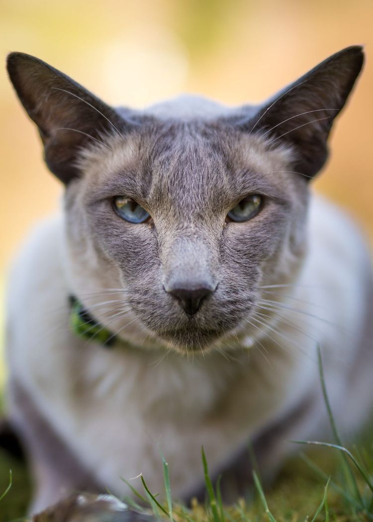 Best Tofu Cat Litter