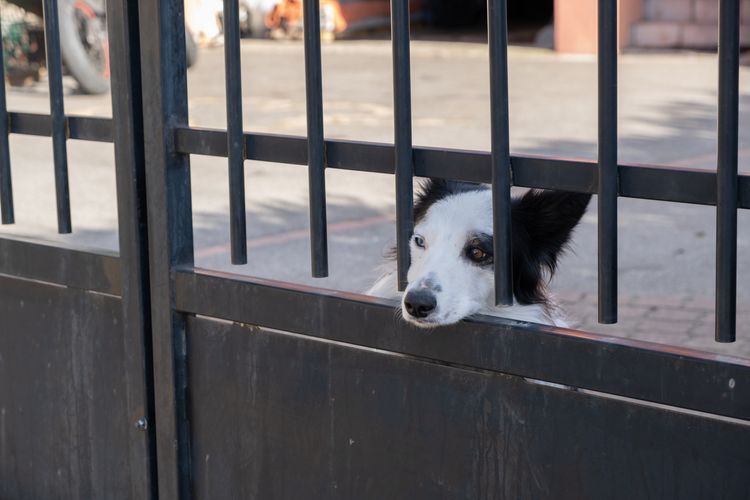 Best Retractable Indoor Dog Gates