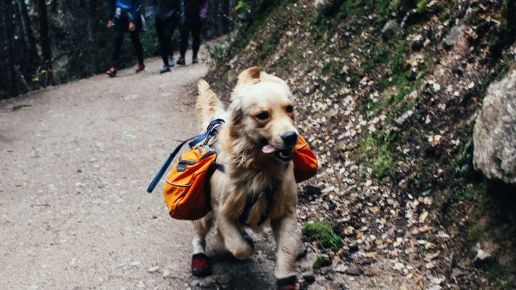 Best Backpacks for Dogs