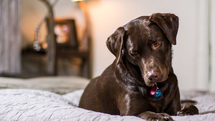 Best Dog Ramps For Beds