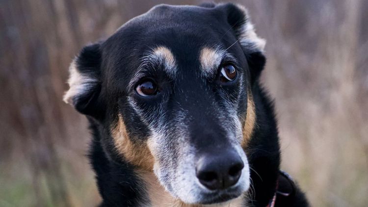 Portable Power Stations for Camping With Your Dog