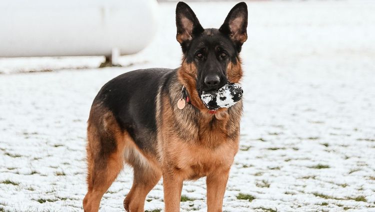 Must Have Grooming Tools for Your German Shepherd