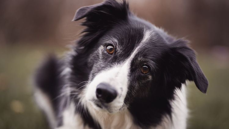 The Best Dog Hair Clippers on the Market Today