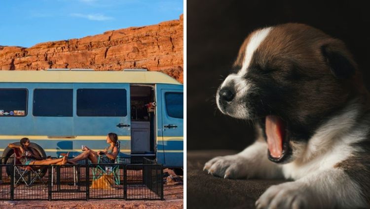 Put A Leash On Anxiety With Metal Playpens