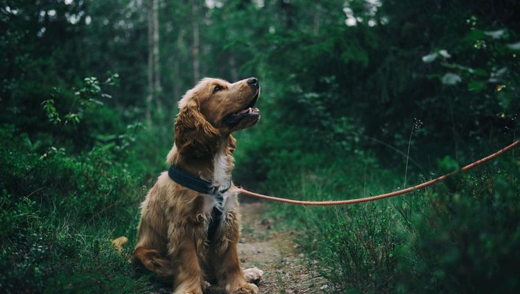 Are Pet Wipes Really Necessary?