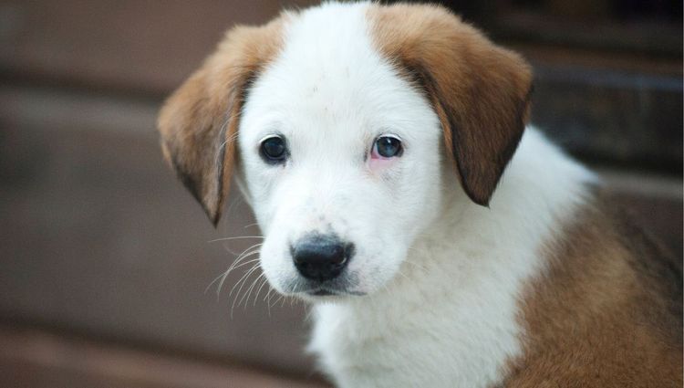 Let Me Out | Wireless Dog Doorbells