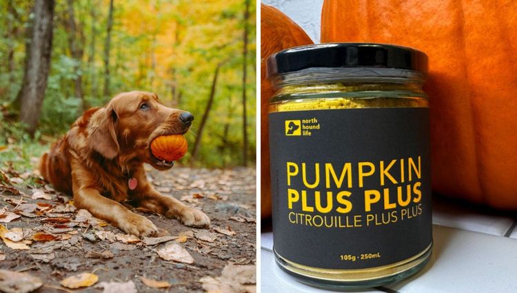 From Ruff to Puffkin: Unleash the Power of Pumpkin Supplements for Your Furry Friend!