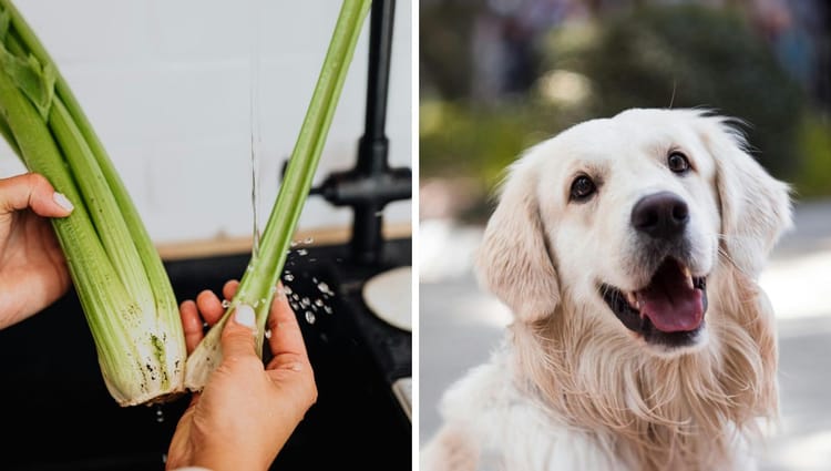 Can Dogs Eat Celery? A Guide to Your Dog's Diet