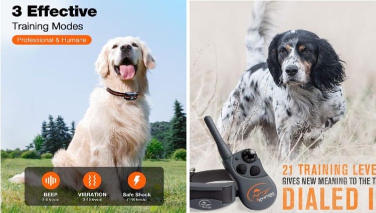 Collar Me Impressed: Top Remote Dog Training Collars on Amazon