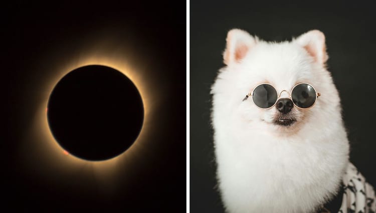 How to Keep Your Pet Safe During a Solar Eclipse