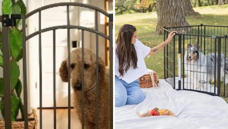 Unleash Freedom: Top-Rated Outdoor Dog Gates on Amazon