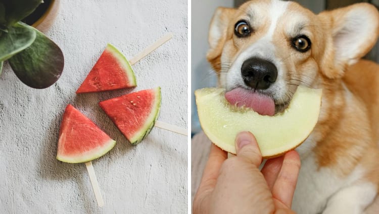 Pawsitively Meloncholy: Canine Connoisseurs and Their Love for Melon Munchies!