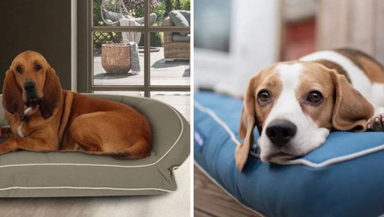 Eco-Friendly Pet Beds: A Guide to Sustainable Slumber for Your Furry Friends