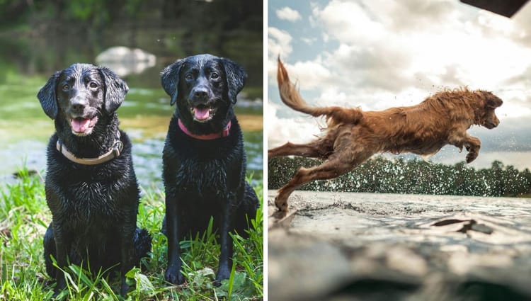 Making Waves: The Top 8 Water-Wagging Dog Breeds for Beach Aficionados