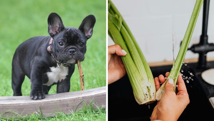 Stalk the Talk: Can Dogs Crunch on Celery?