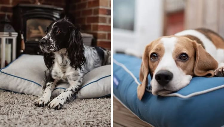 Rest Easy: Introducing Project Blu's Eco-Friendly Dog Beds