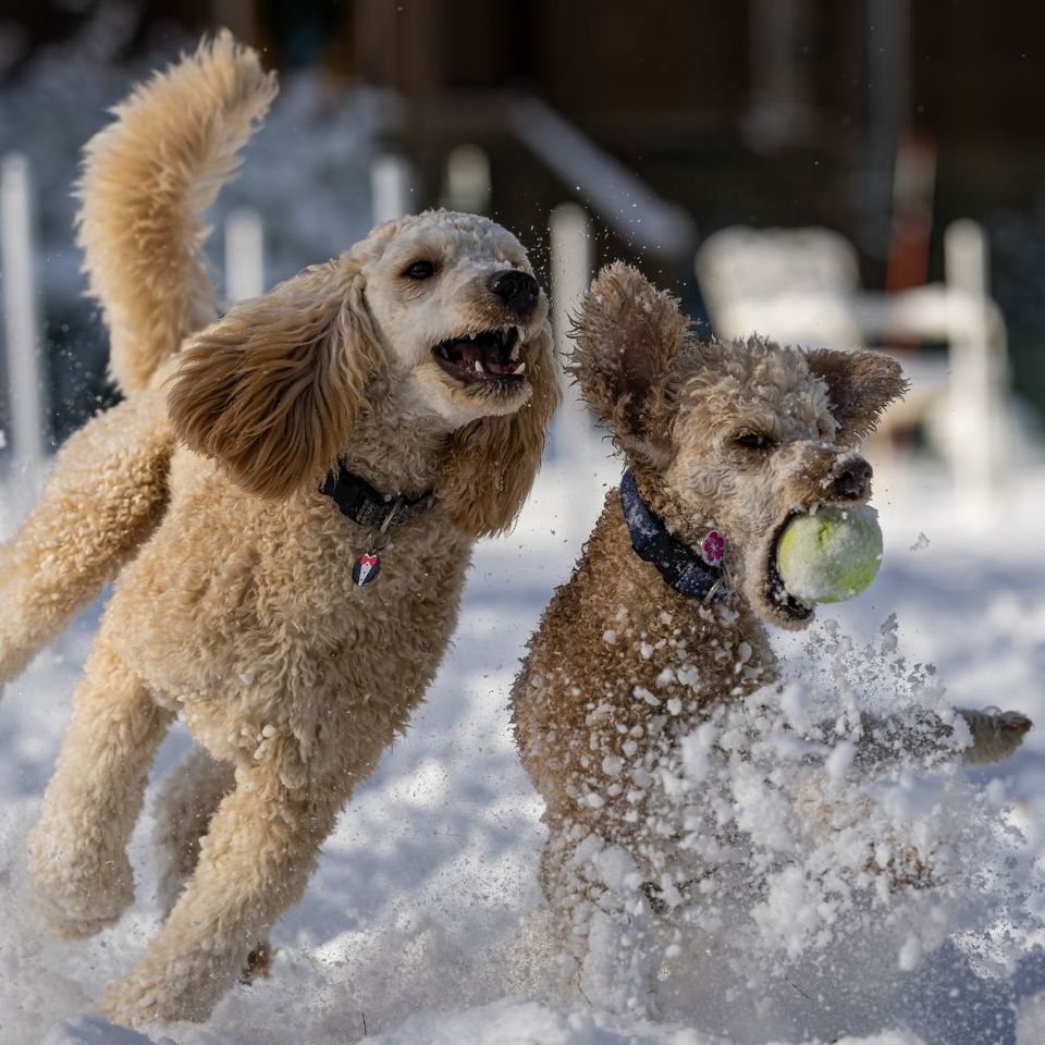 Gifts For Your Pet That Are Different