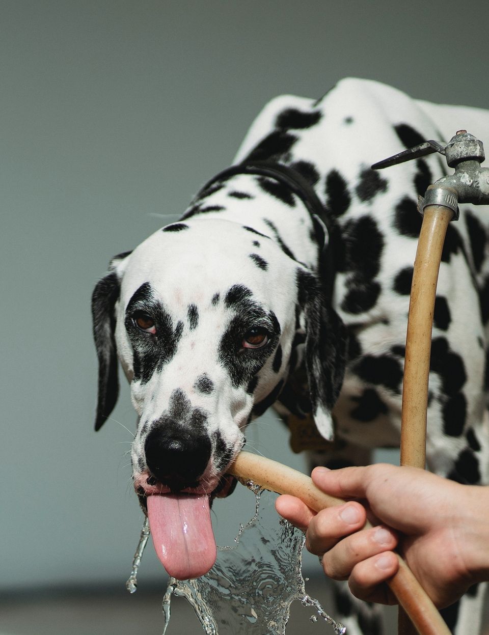 The Best Pet Water Dispensers