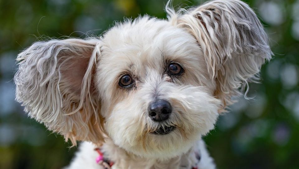 Are You Looking for a Luxury Sofa Dog Bed? Look No Further!