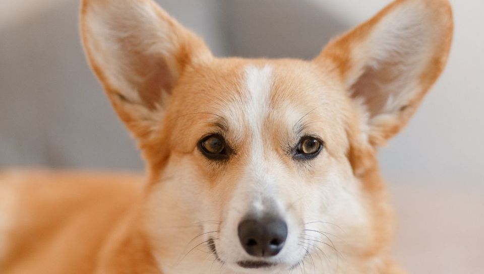 Best Dog Beds For Corgi's | Corgi Insider