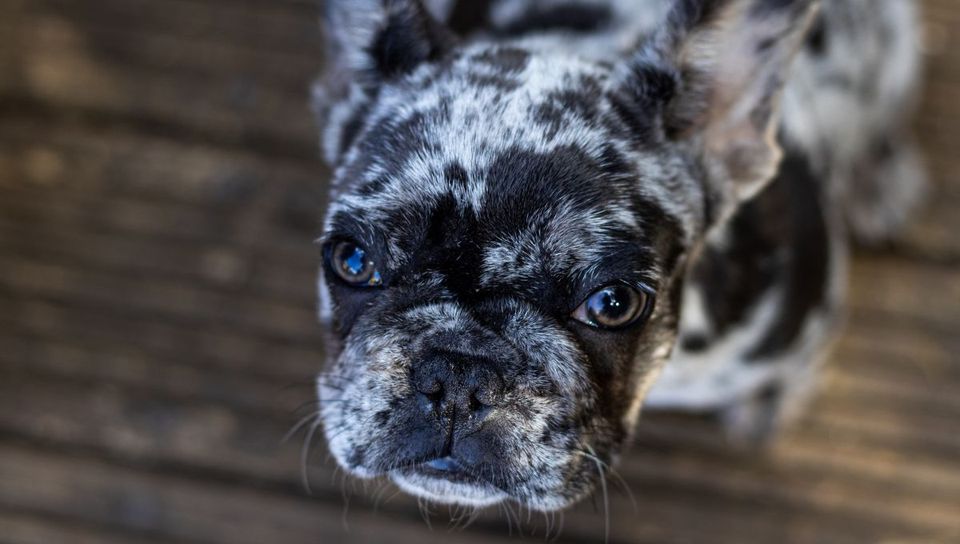 How to Choose the Best Dog Bed for Your French Bulldog