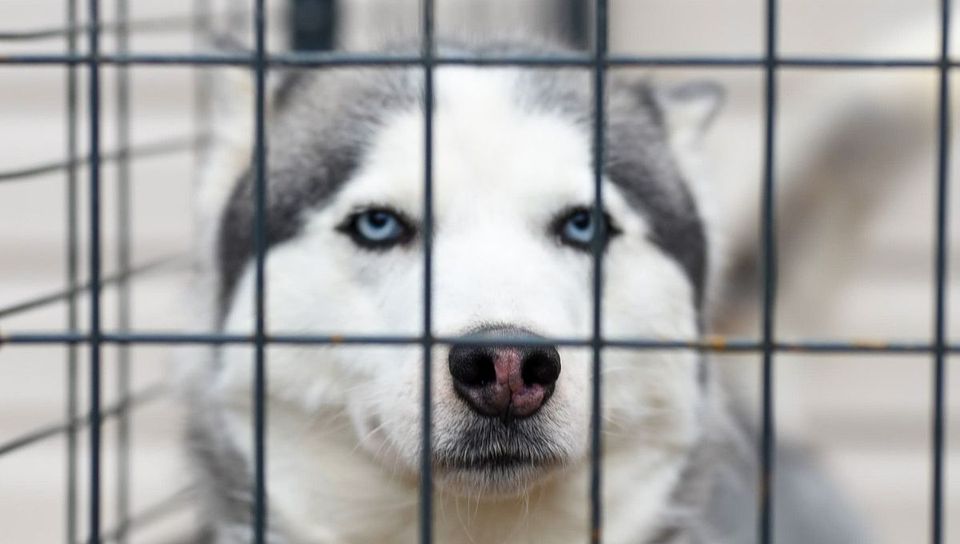 Heavy Duty Dog Kennels That Will Stand Up To Any Escape Artist