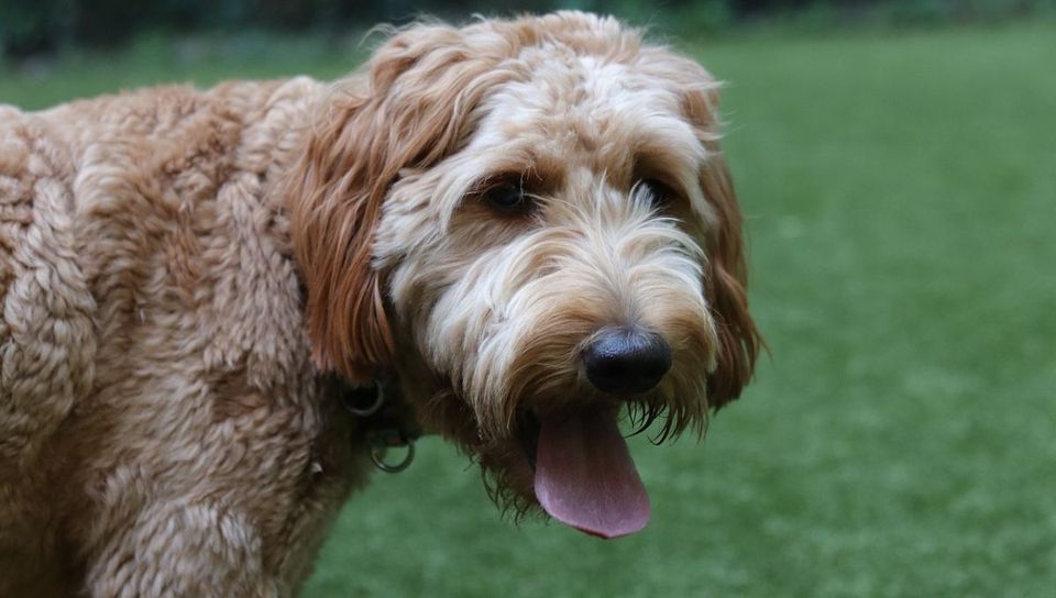 Are All Beds Created Equal When It Comes to Goldendoodles?