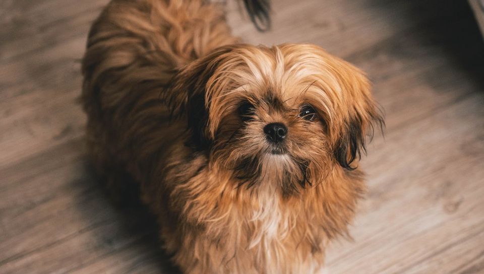 Shih Tzu Grooming Tool | Our Picks for the Friendliest Tools