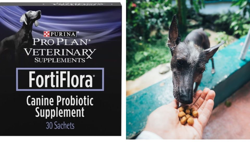 Probiotics For Dogs