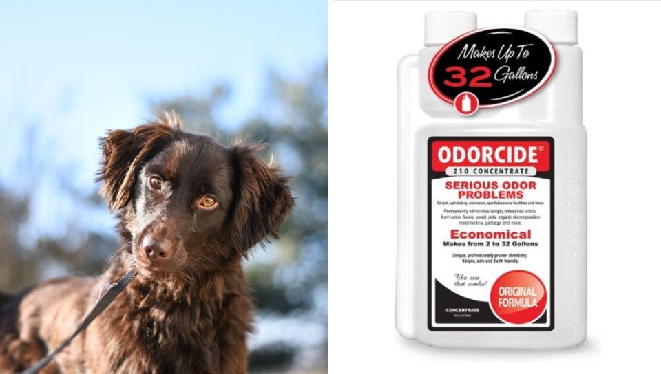 Odor Eliminators: How to Get Rid of Dog and Cat Odors for Good