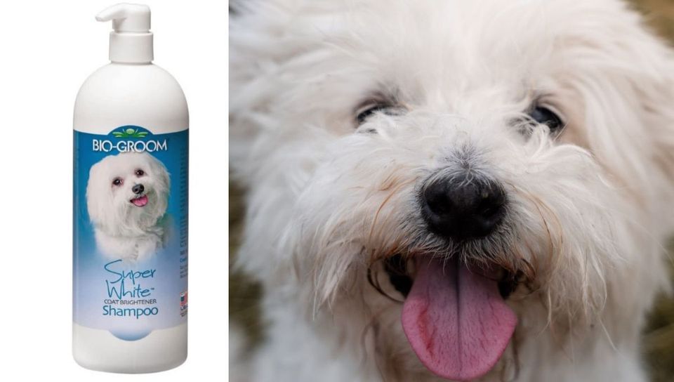 Maltese | Loveable Dogs Need The Best Shampoo