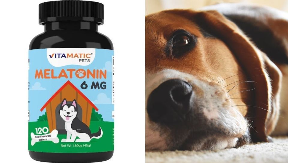 Can I Give My Dog Melatonin?