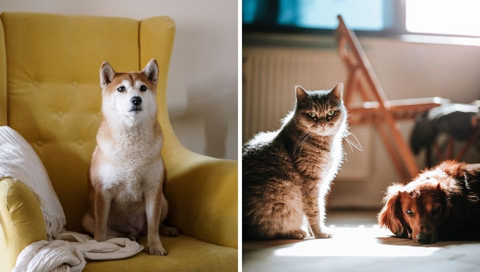 From Furballs to Finals: Getting Your Pets Ready for Back-to-School Madness!