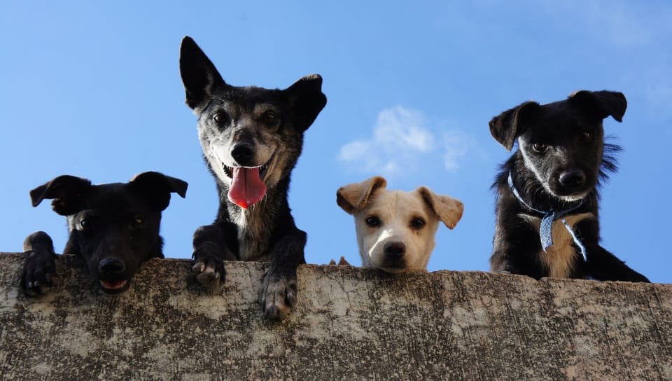 Biting Back: Navigating Bully Sticks and the Delicate Dance with Digestion in Your Furry Friends